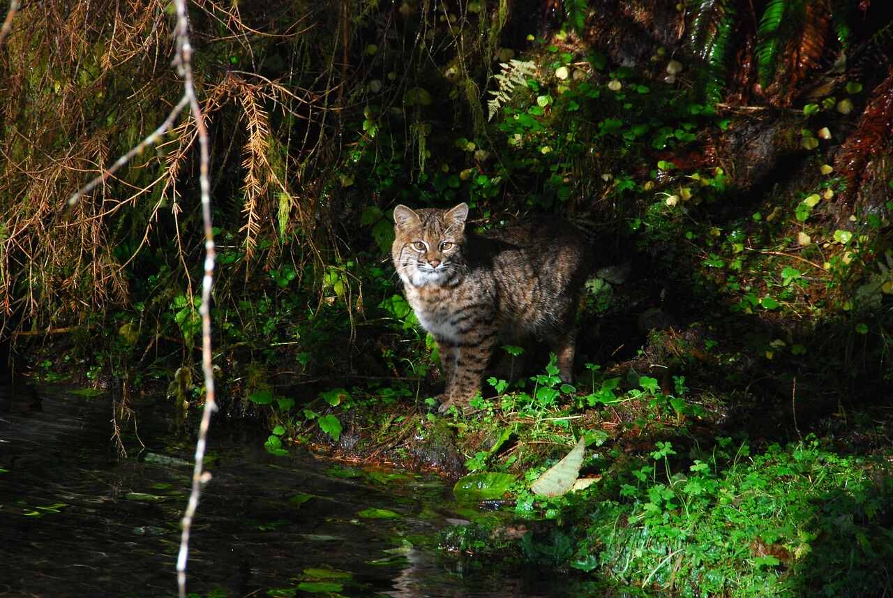 where to stay when visiting Olympic national park