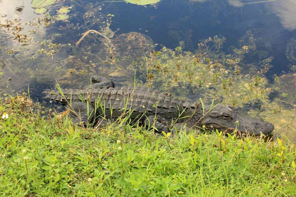 where to stay in everglades national park