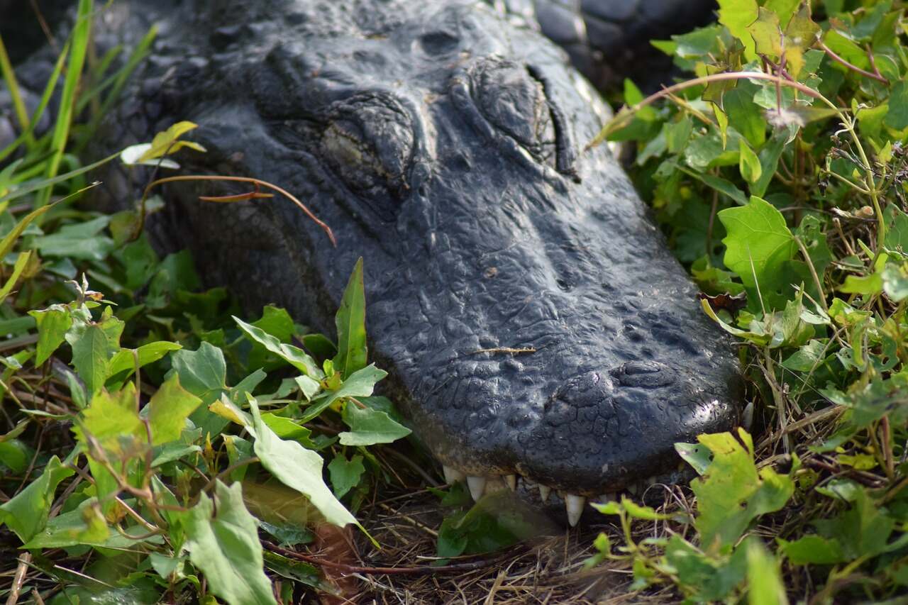 where to stay in everglades national park